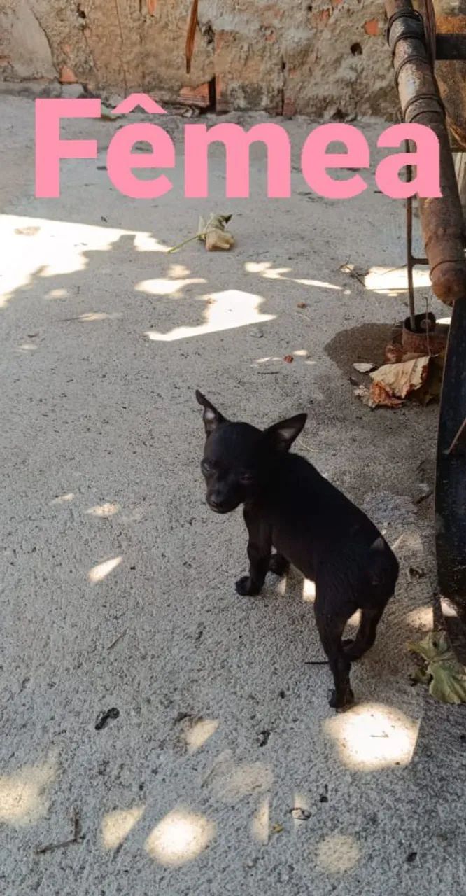 Pinscher  - Foto 2