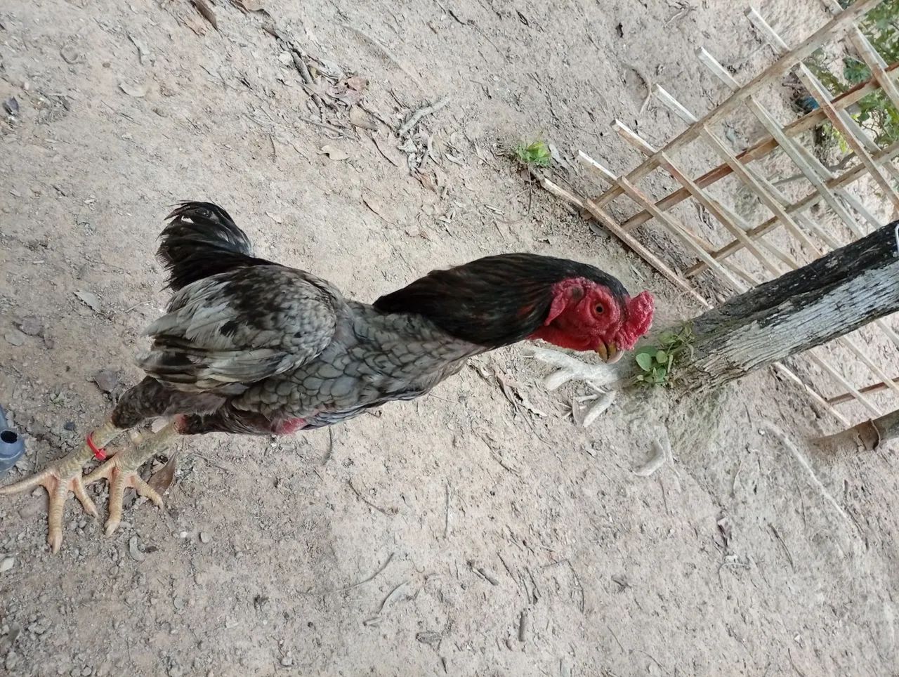 Vende galinhas do bico curto e misturado.50 reais  unidade  um pelos outros ...grande ou p - Foto 2