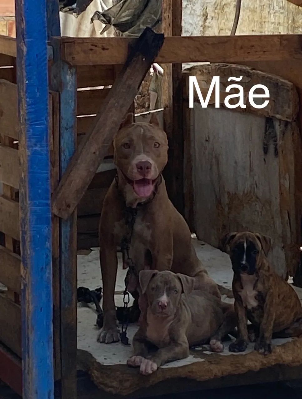 Filhotes de pitbull  - Foto 5
