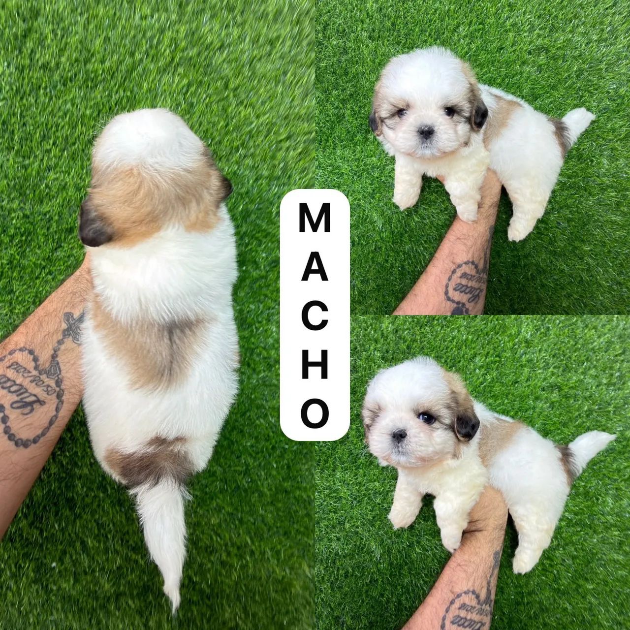 Macho de shitzu Marron com branco  - Foto 3