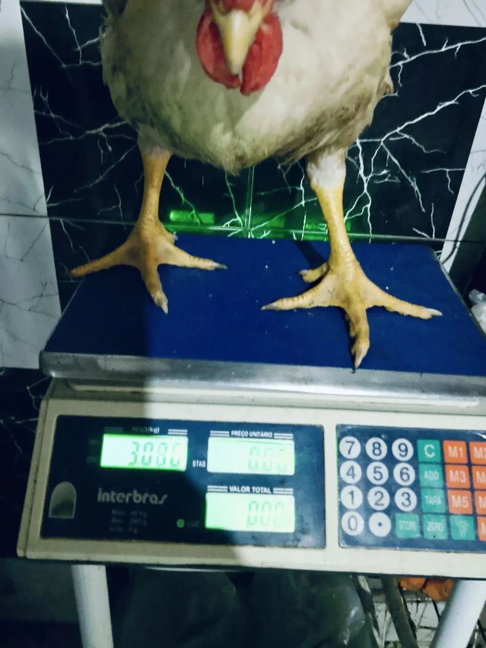 Frangos de granja grandes - Foto 4