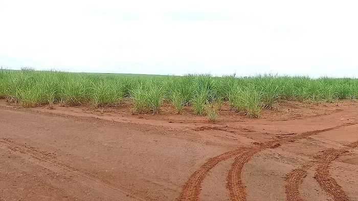 CANA - Planta 100% - Área Rural 11 Alqueires - Foto 5