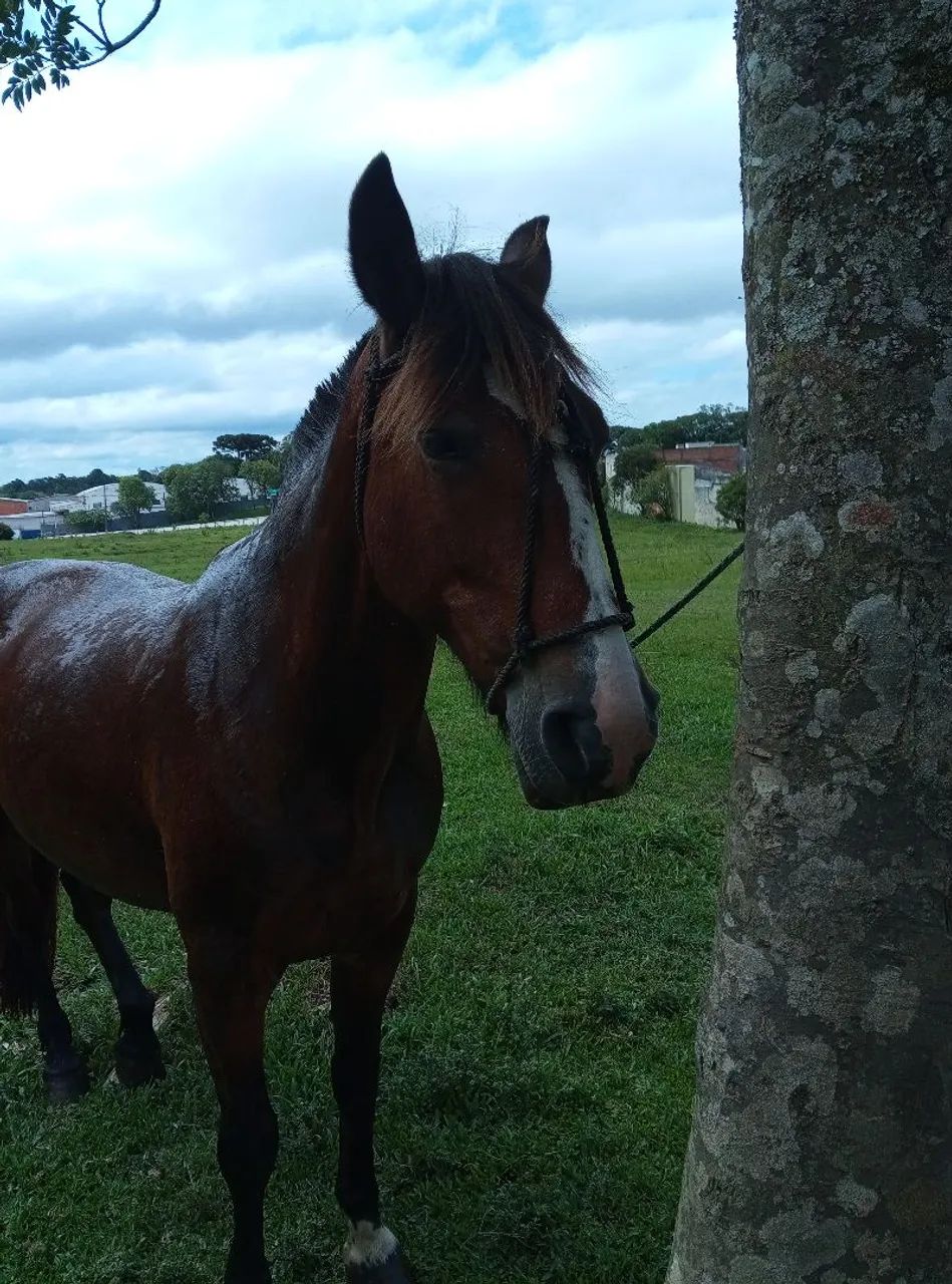 Égua crioula - Foto 4