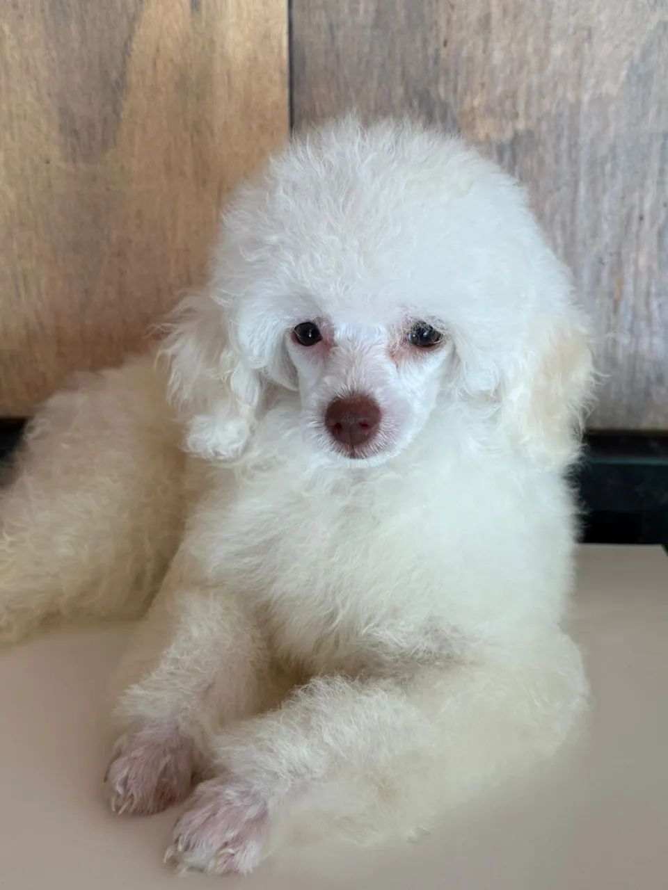 poodle  - Foto 5