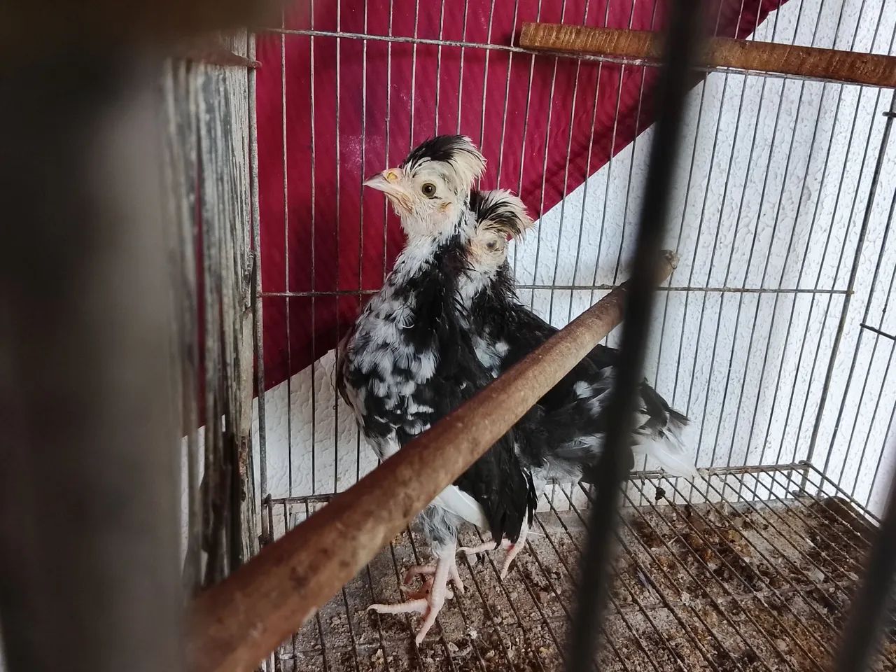 Vendo