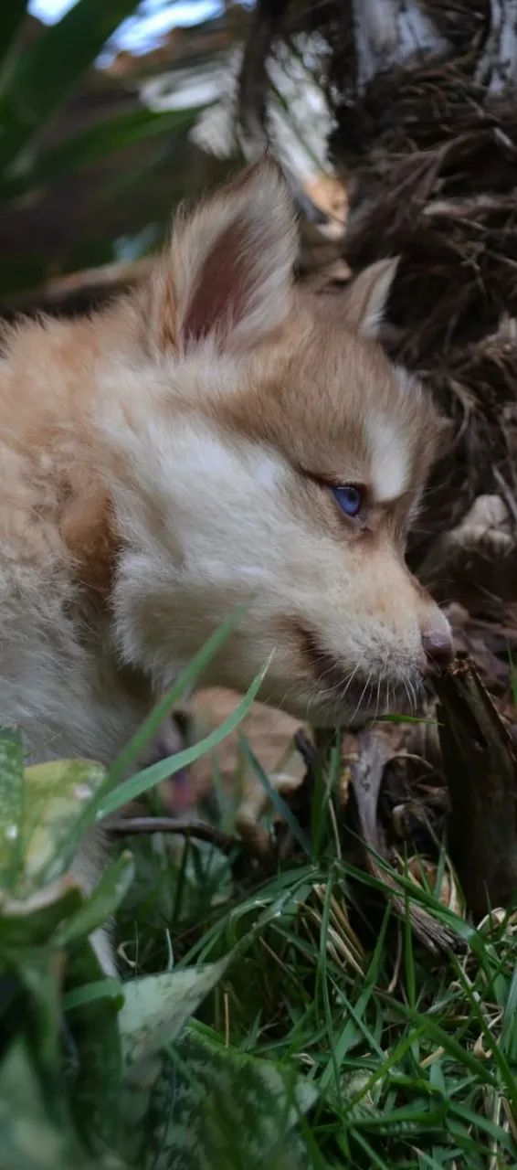 pomsky femea  - Foto 2