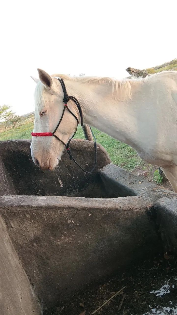 Cavalo