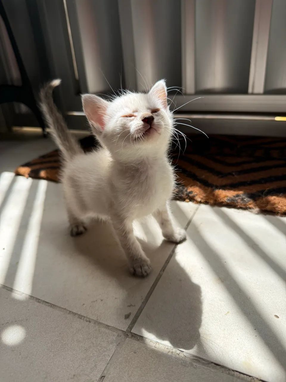 Gatinhos pra adoção responsável  - Foto 3