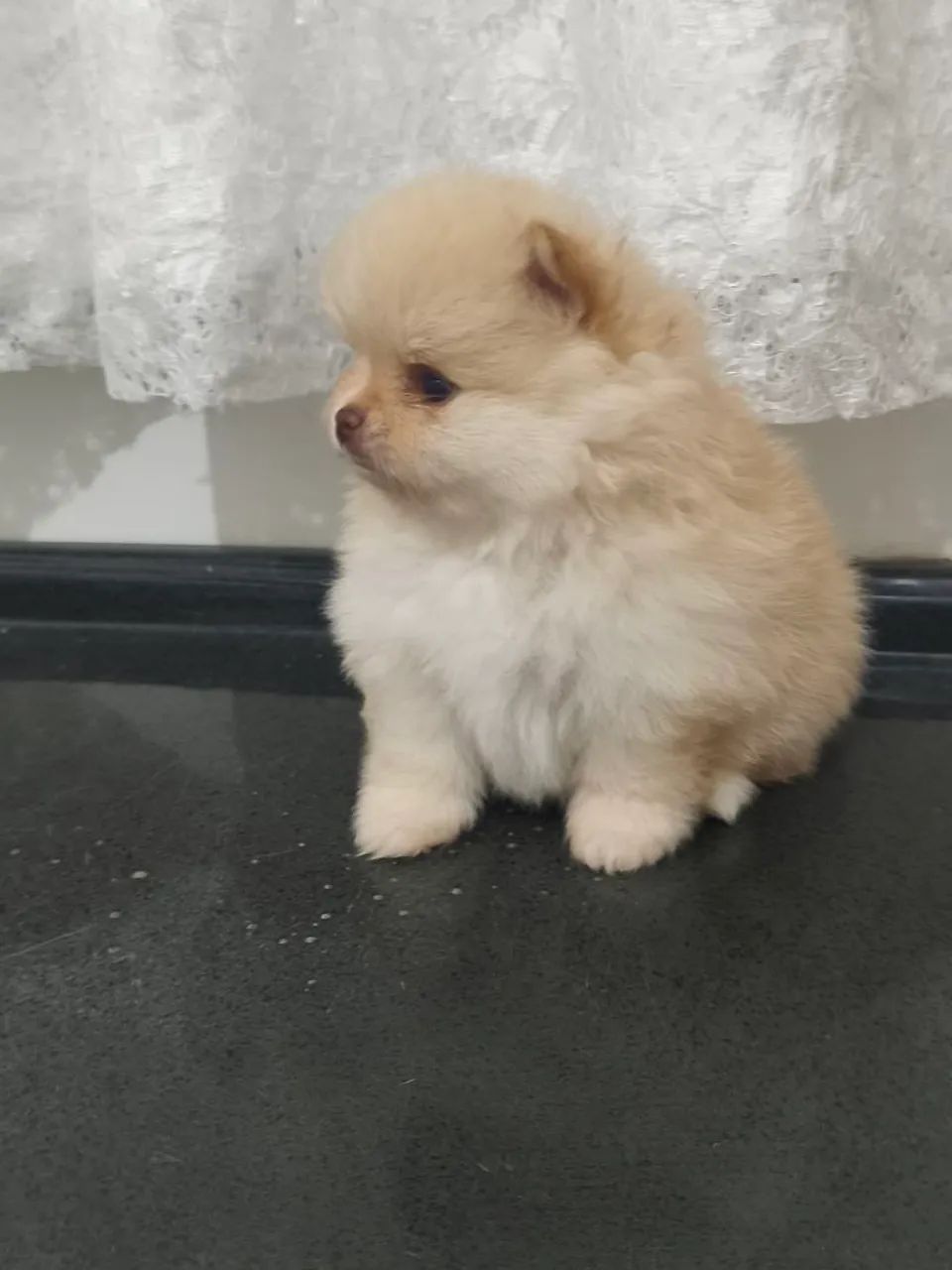 Spitz alemão 