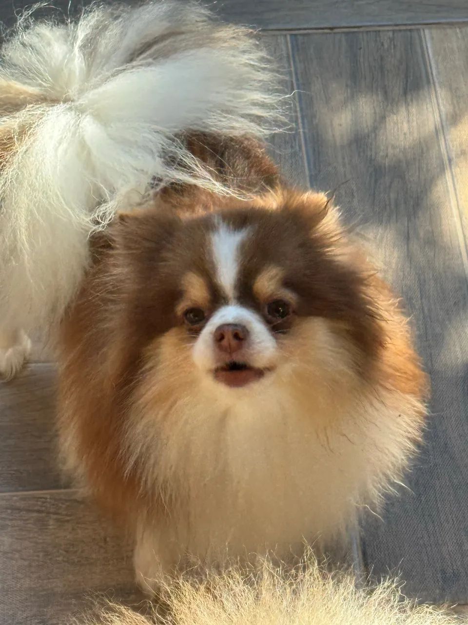 Spitz Alemão Macho