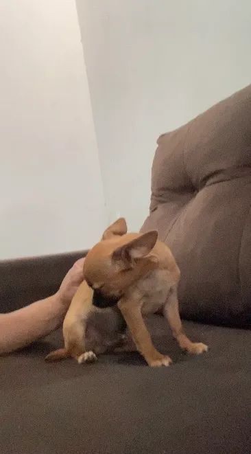 Chihuahua  - Foto 3