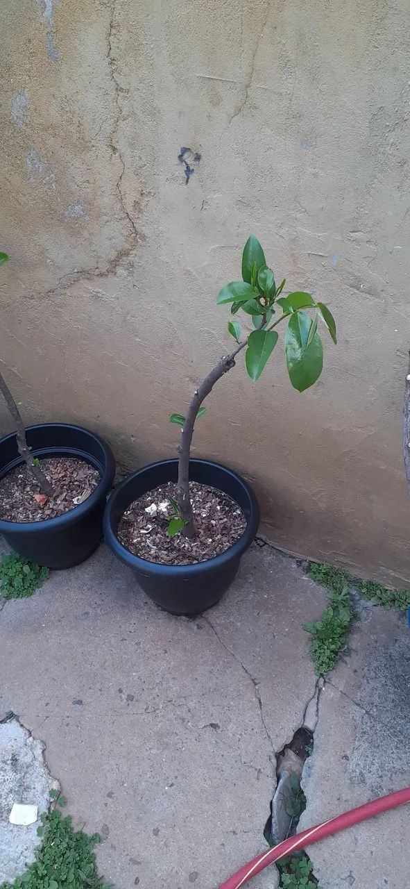 Vende-se muda de opurquia de pé de graviola ótima qualidade 