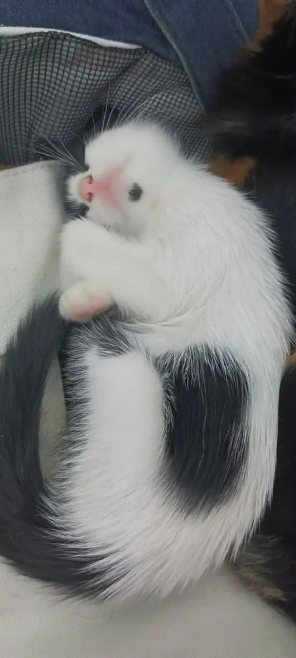 Doação gatinho  - Foto 4
