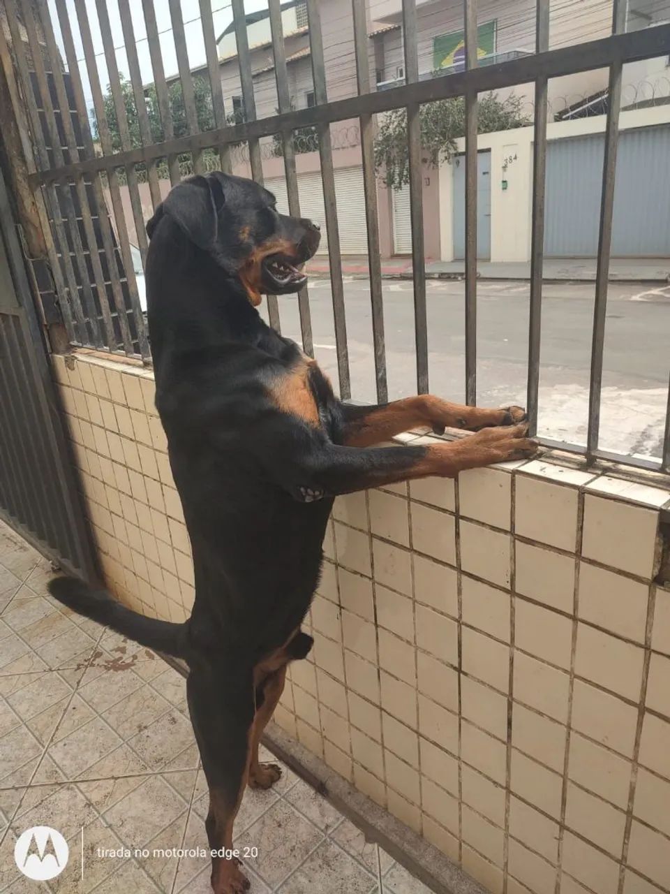 Cachorro macho filhote rotwaller  - Foto 2