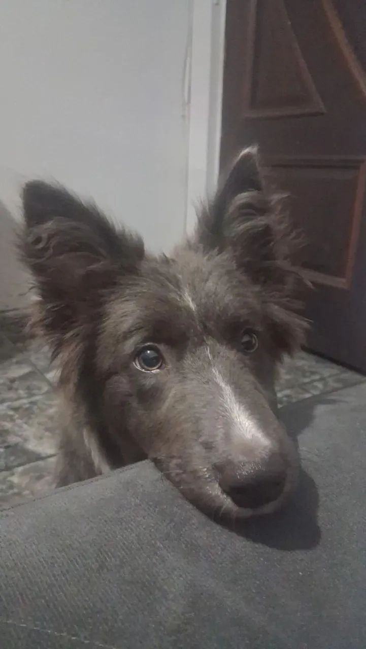 Border Collie - Macho - Foto 3