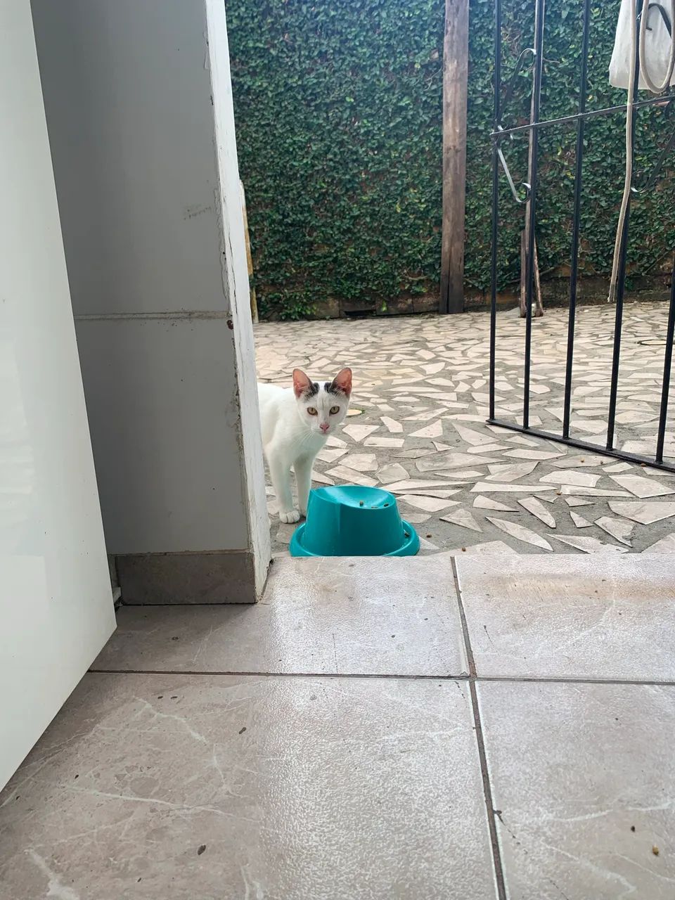 Adoção responsável  - Foto 2