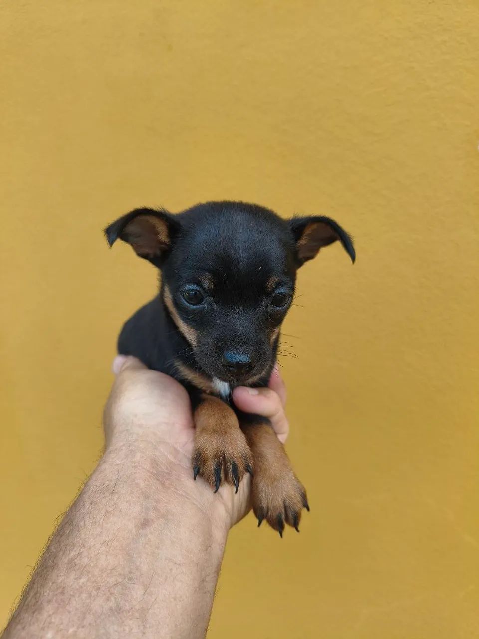 Mimi pinscher  - Foto 2