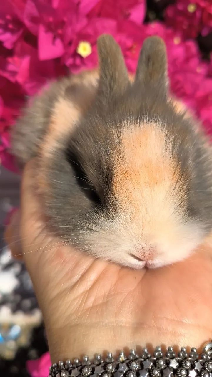 Coelhos - Foto 4