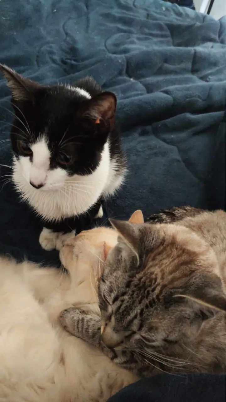 Doação de gato macho  - Foto 3