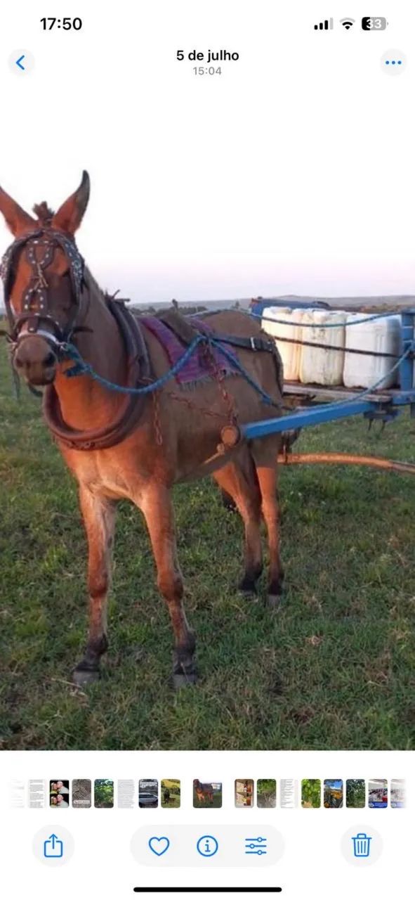 BURRA MULA DE CARROÇA - Foto 5