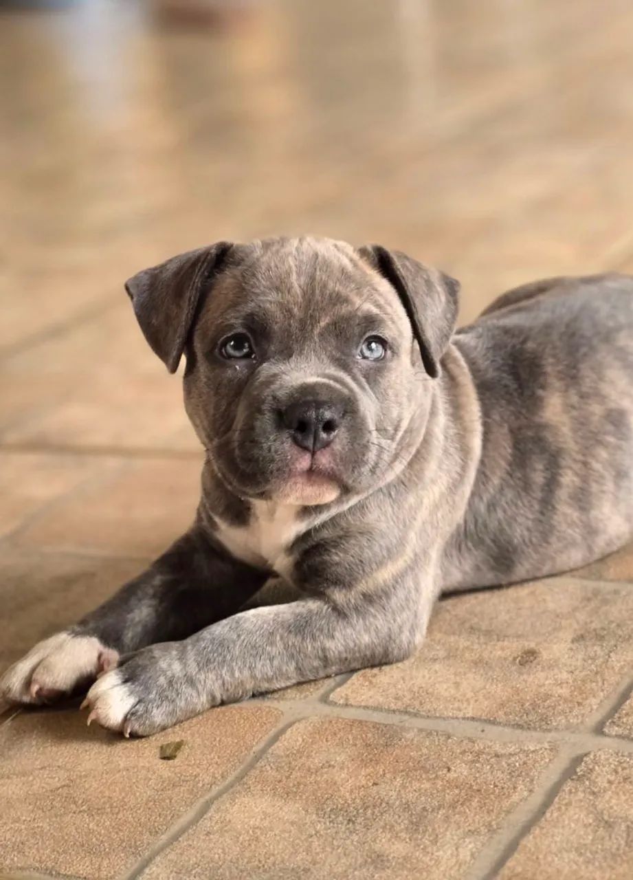 American Bully Pocket - Foto 2