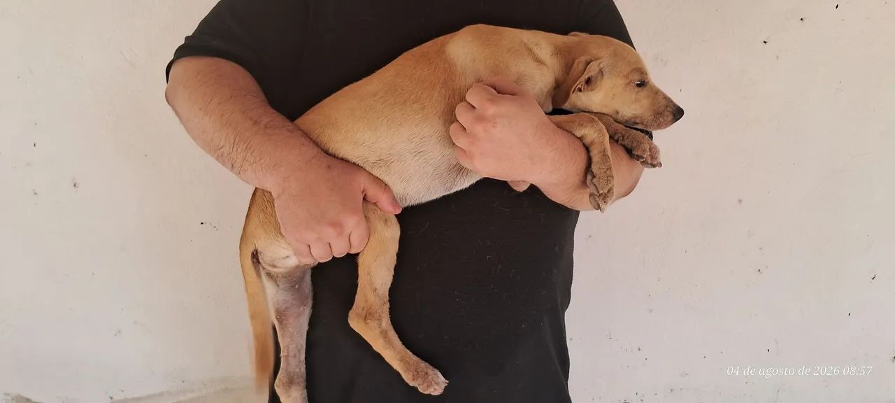 Doação de filhotinho macho - Foto 4