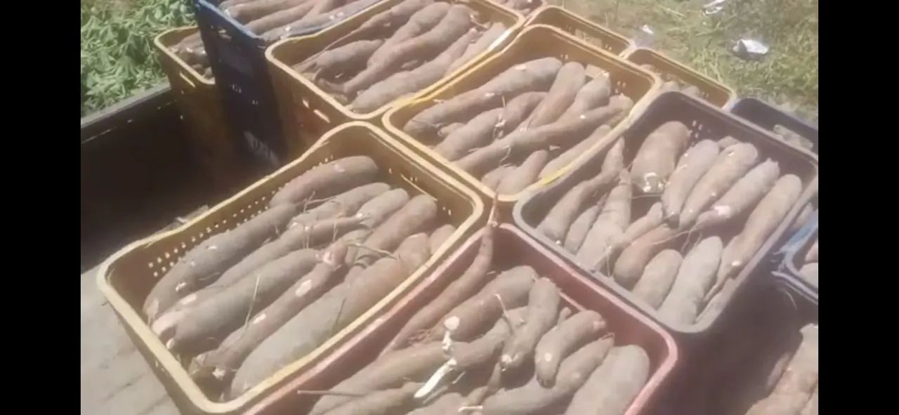 Macaxeira de qualidade *9