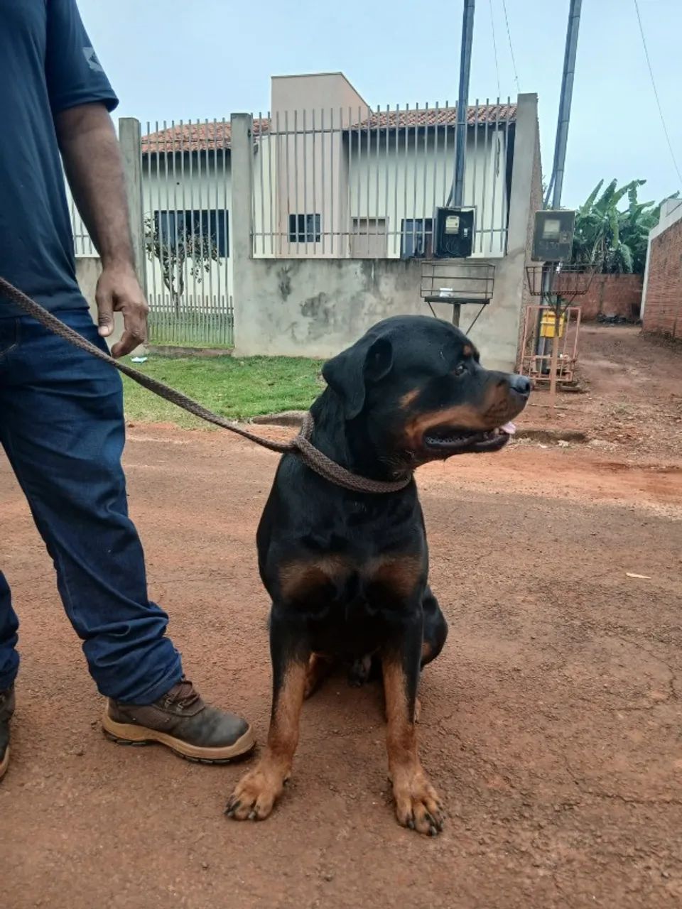 Rottweiler Macho para cruzar
