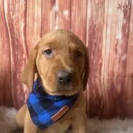 Labrador Retriever,Labrador Retriever Filhote Muito Amoroso e Dócil