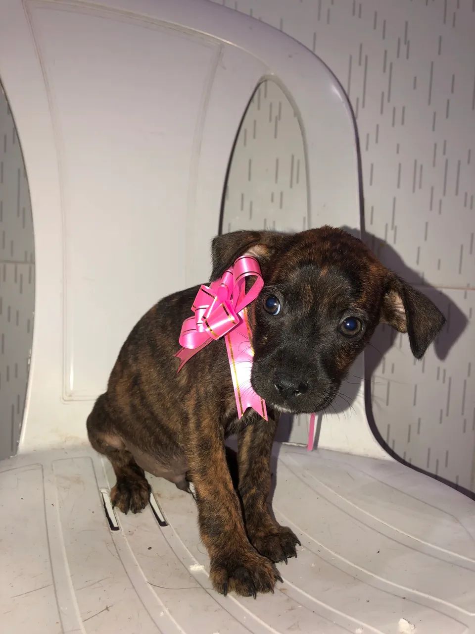 cachorrinhos em doação  - Foto 4