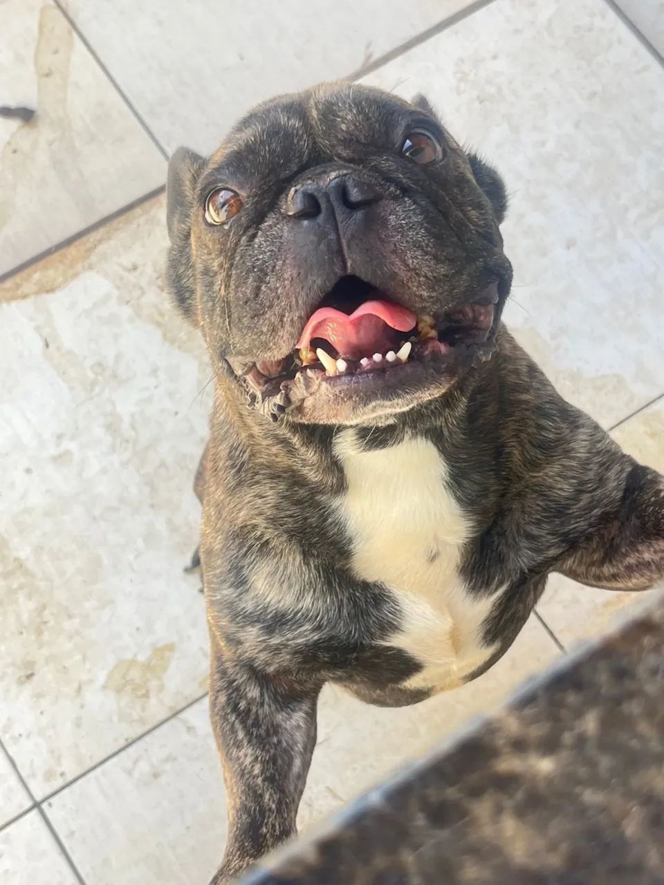 Buldogue francês  - Foto 2