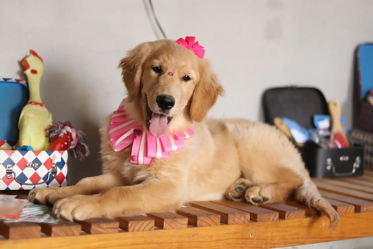 Golden  - Foto 5