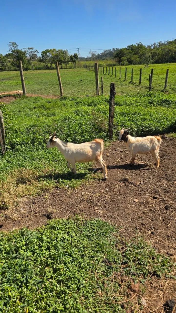 Mini Cabra/Mini bode / casal - Foto 4