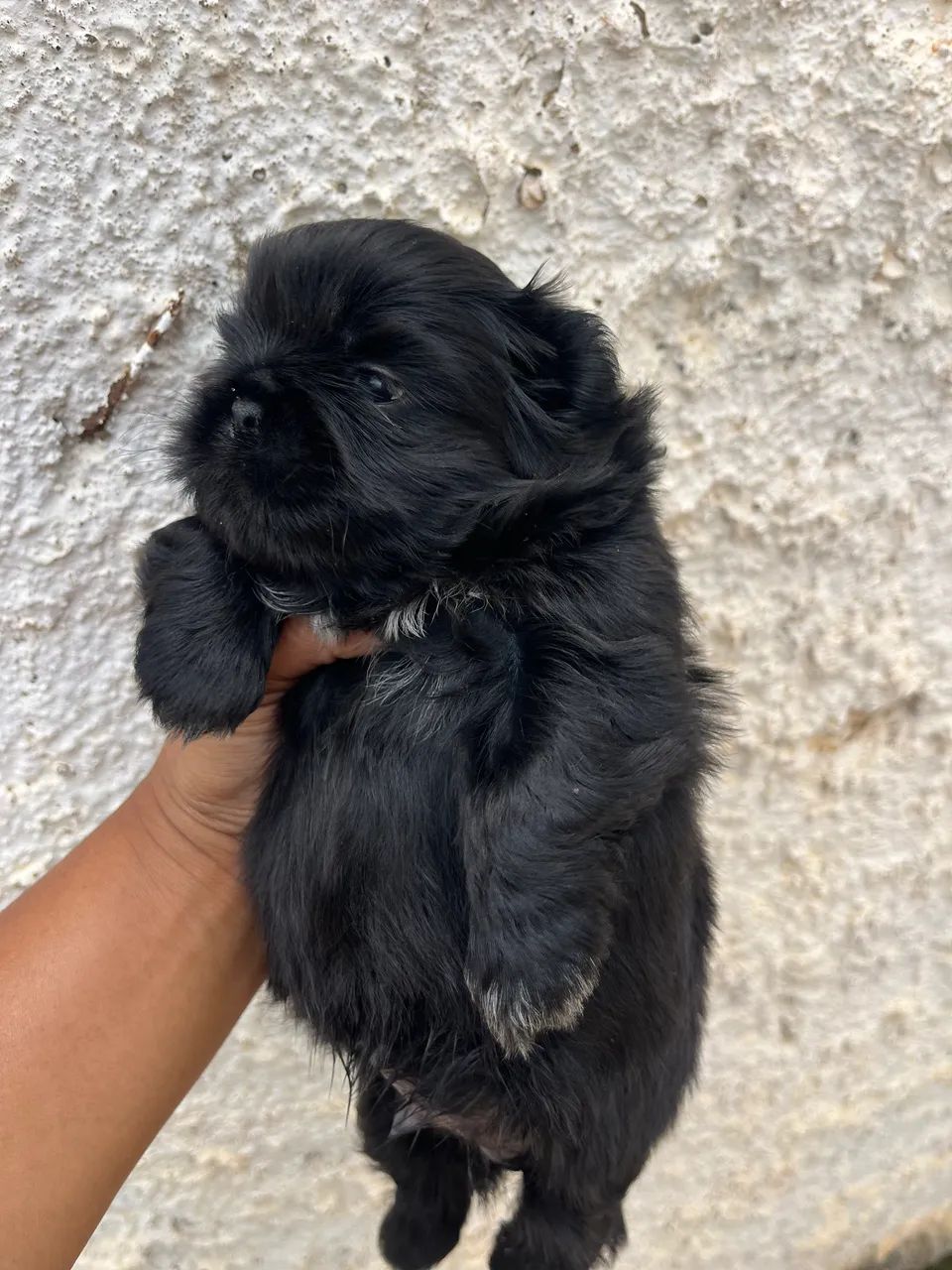 Shihtzu Macho  - Foto 3