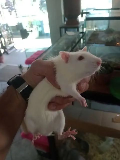 Mouse  Twister - Foto 2