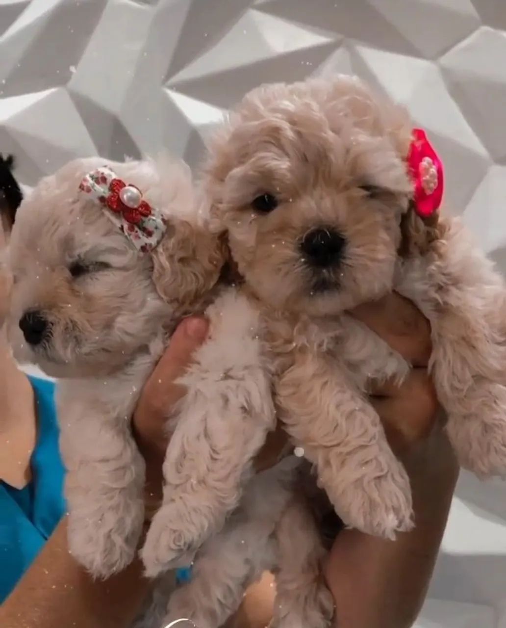 Mine poodle toy
