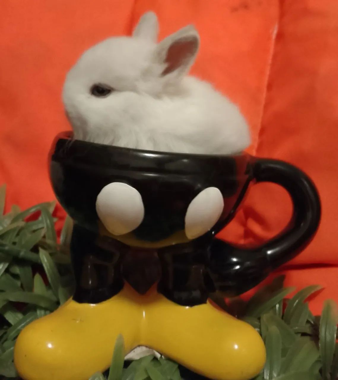 Mini coelhos  - Foto 2