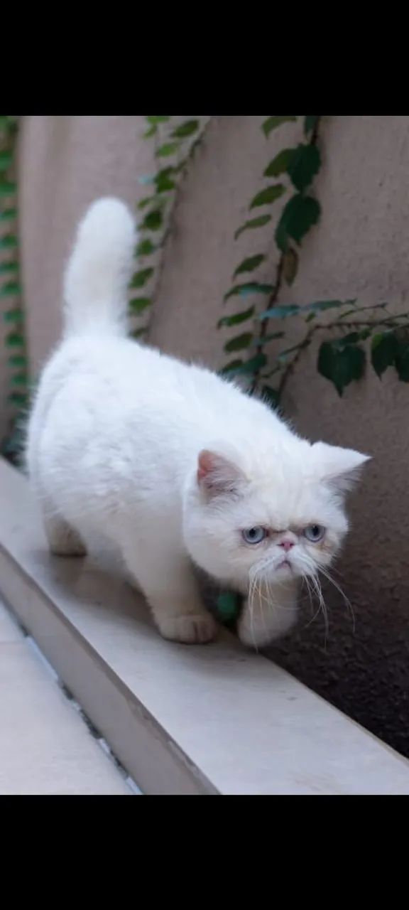 Gatos  - Foto 2