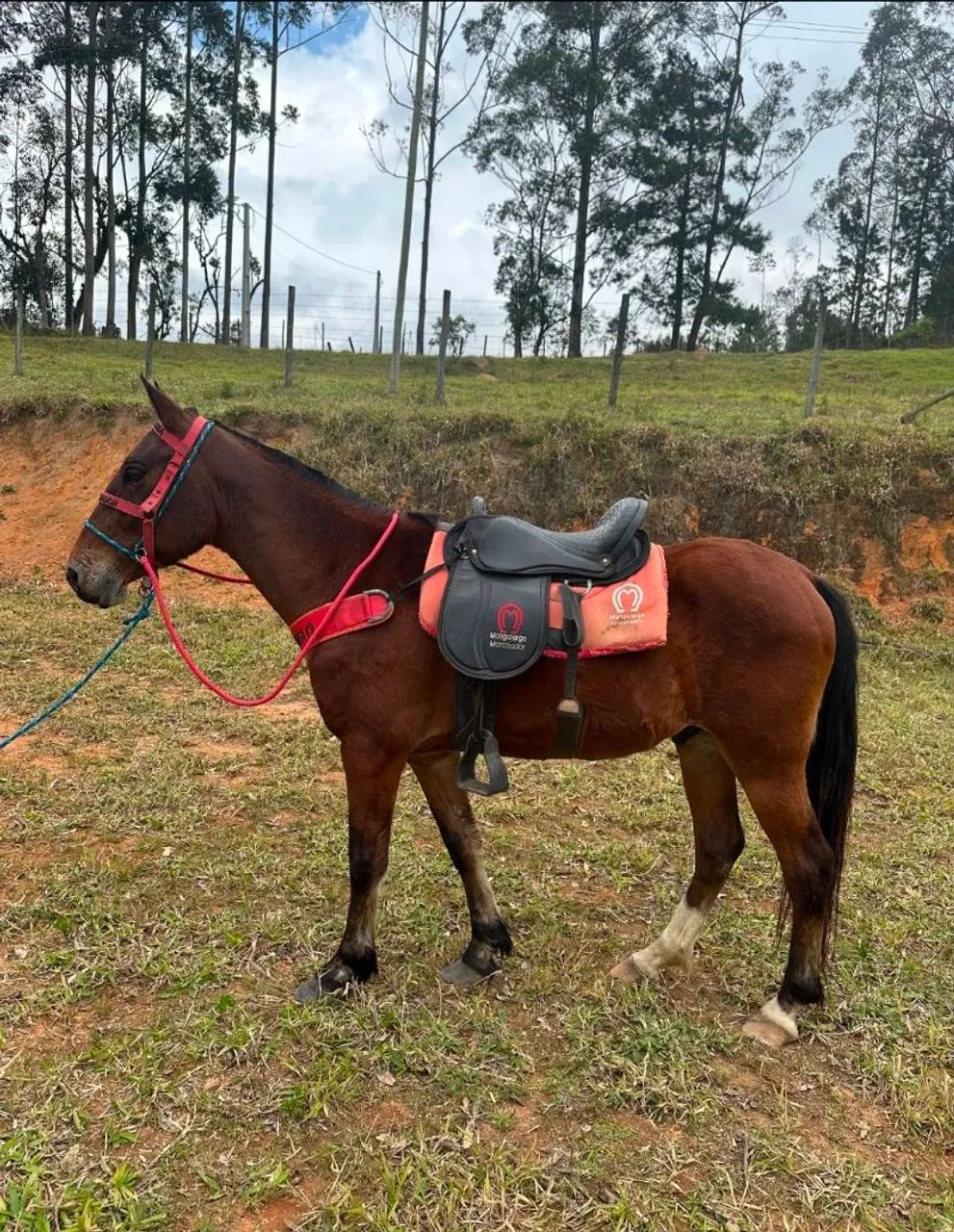 Cavalo manso e selado - Foto 2