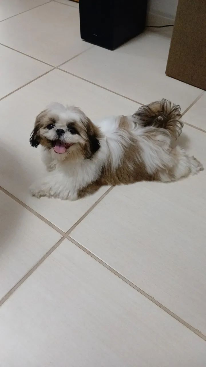 Cachorro shih tzu