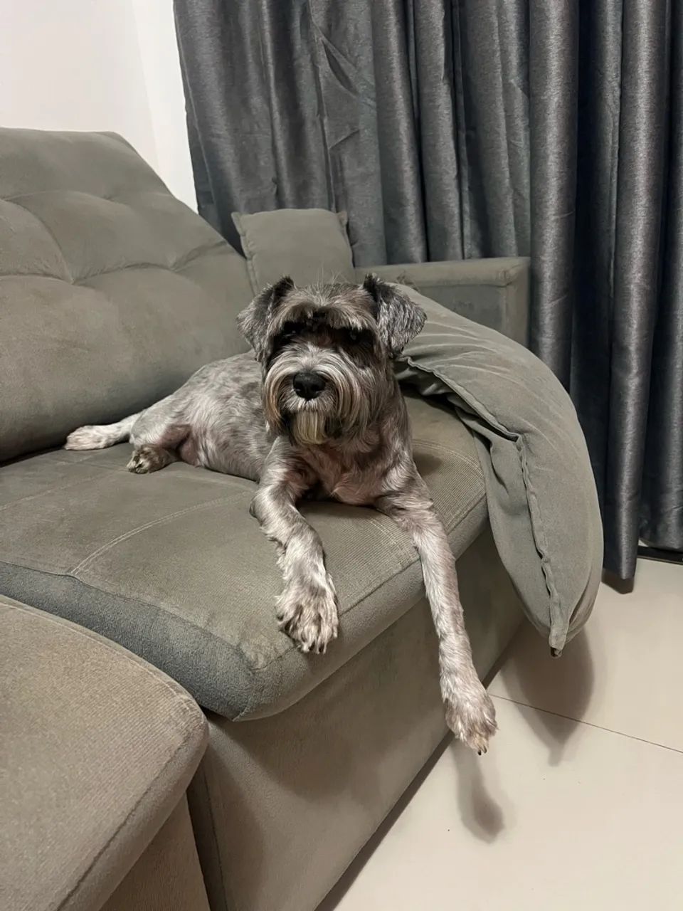 Doa-se Schnauzer - Foto 3