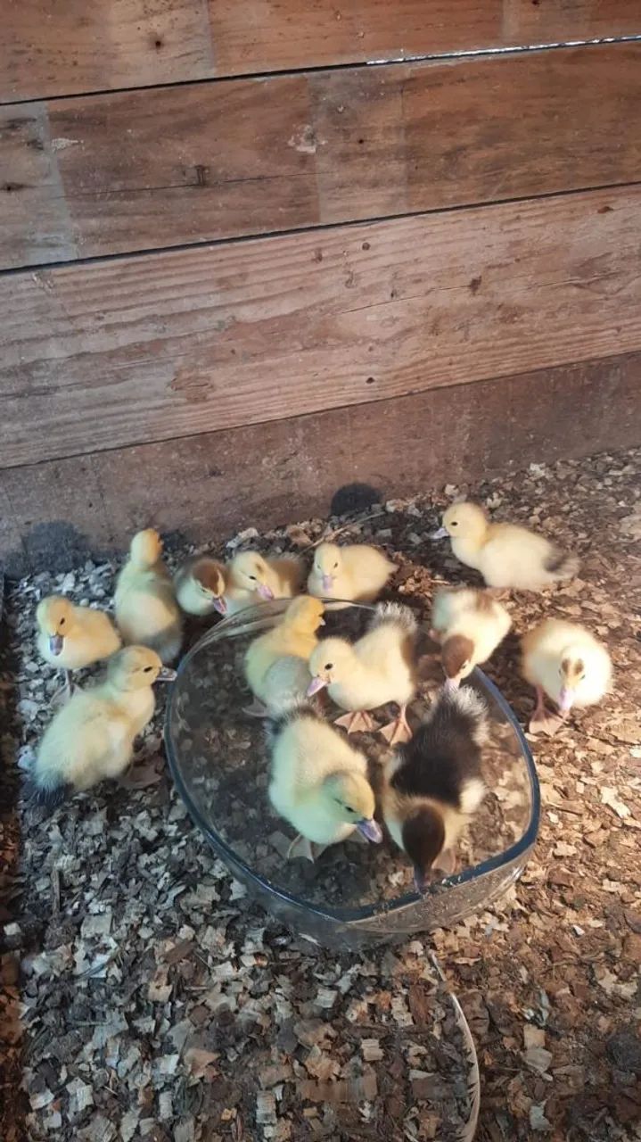 Vendo filhote de patos - Foto 3