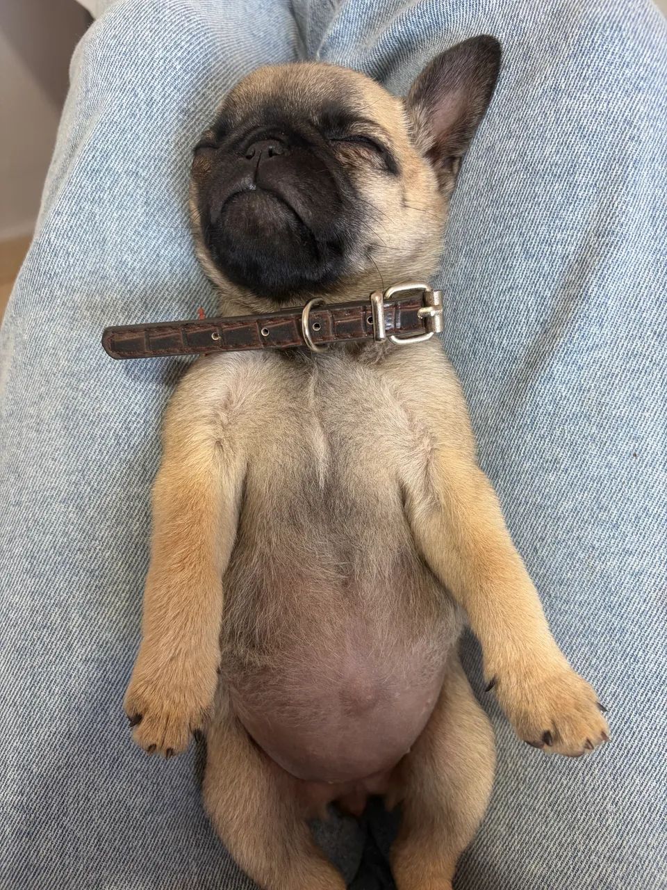 Pug - Foto 3