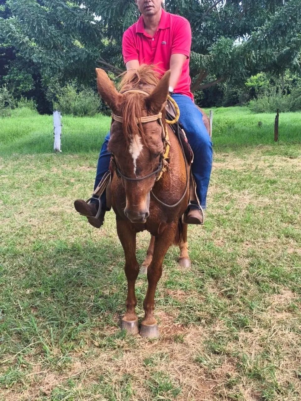 Cavalo QM porte alto e forte  - Foto 2