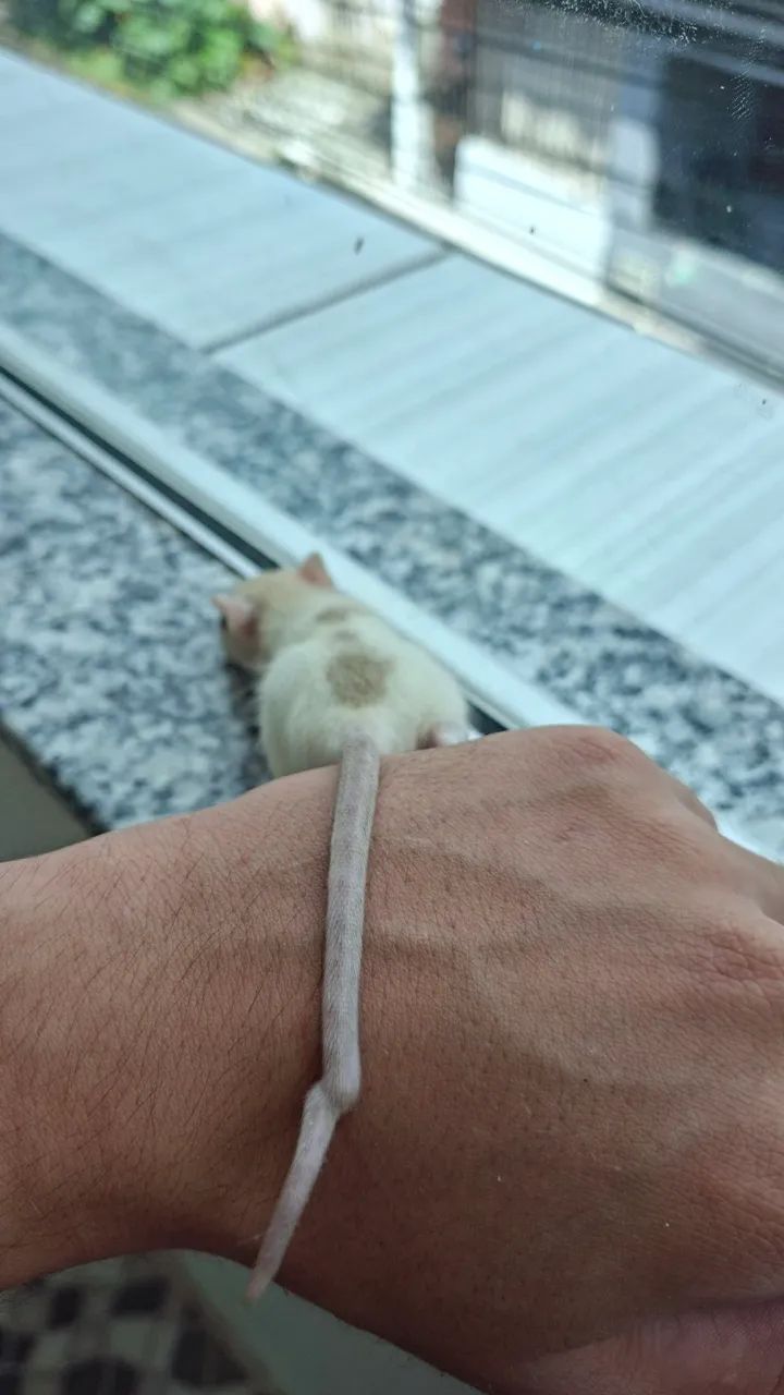 Rato Twitter  - Foto 4