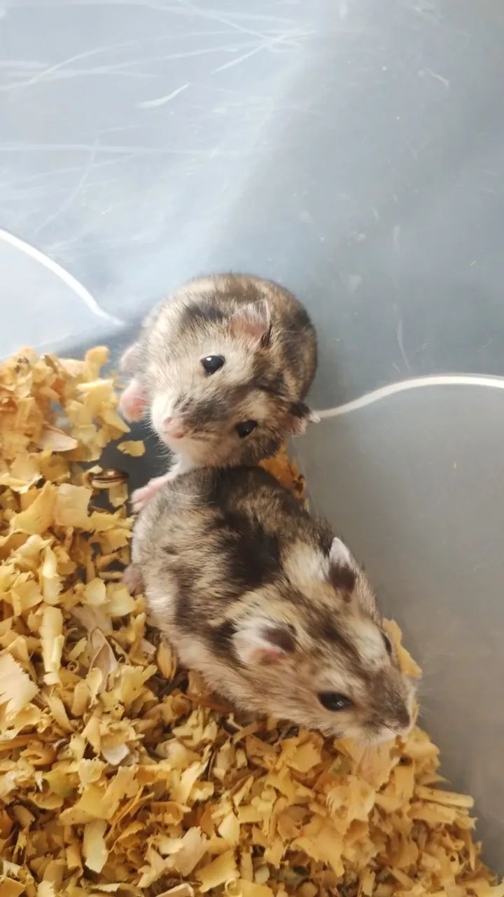 Hamster anão Russo  - Foto 3