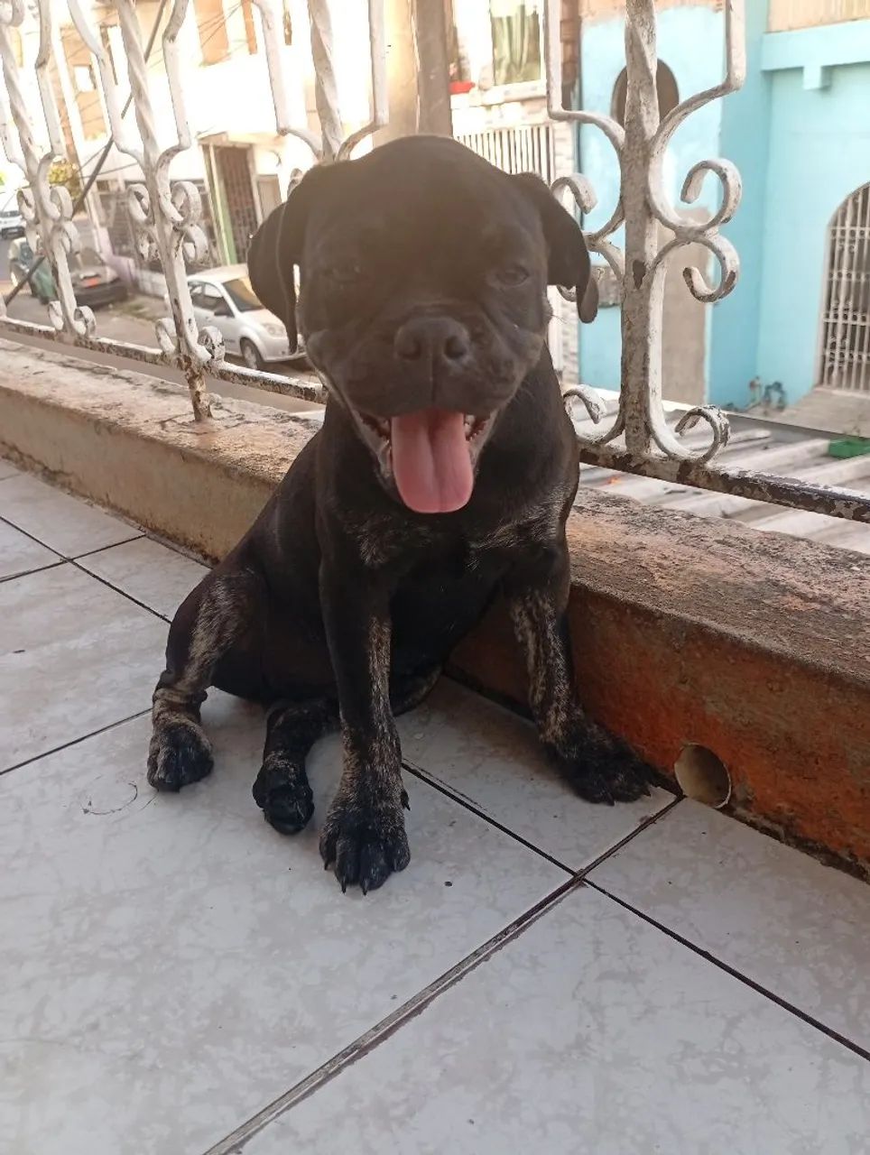 American Bully - Foto 2