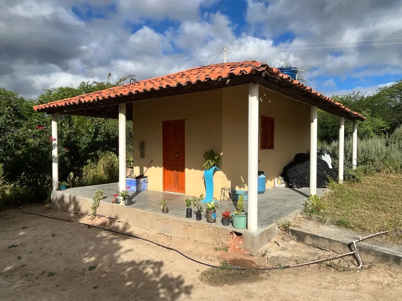 Sítio com produção de pitaia - Foto 2