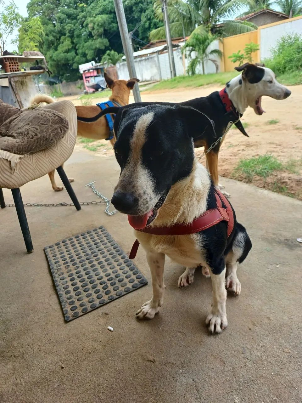 ADOÇÃO  - Foto 3