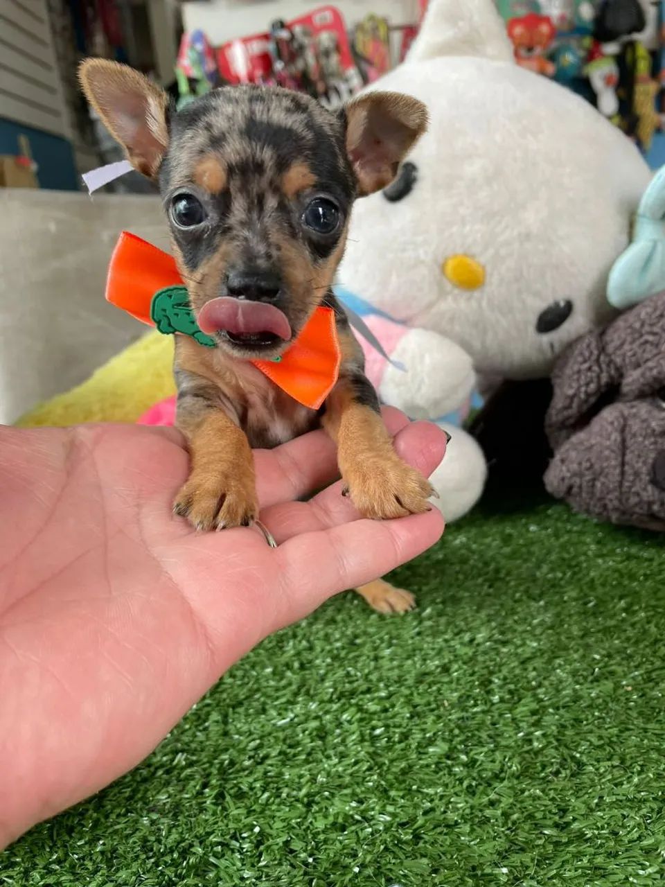 Pinscher  Miniatura 